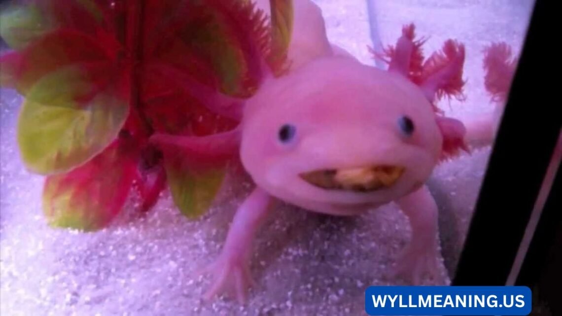 axolotl jokes