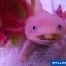 axolotl jokes