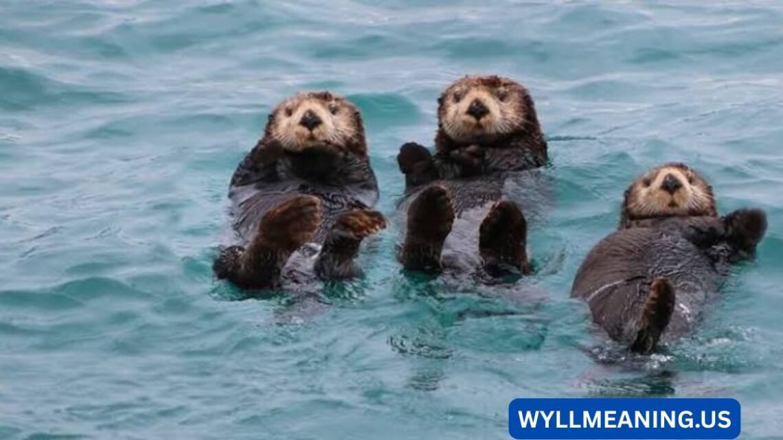otter jokes