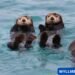 otter jokes