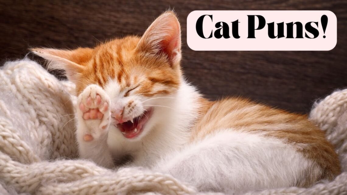 cat puns