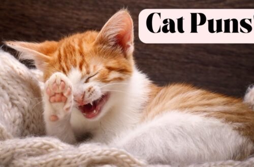 cat puns