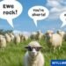 sheep puns